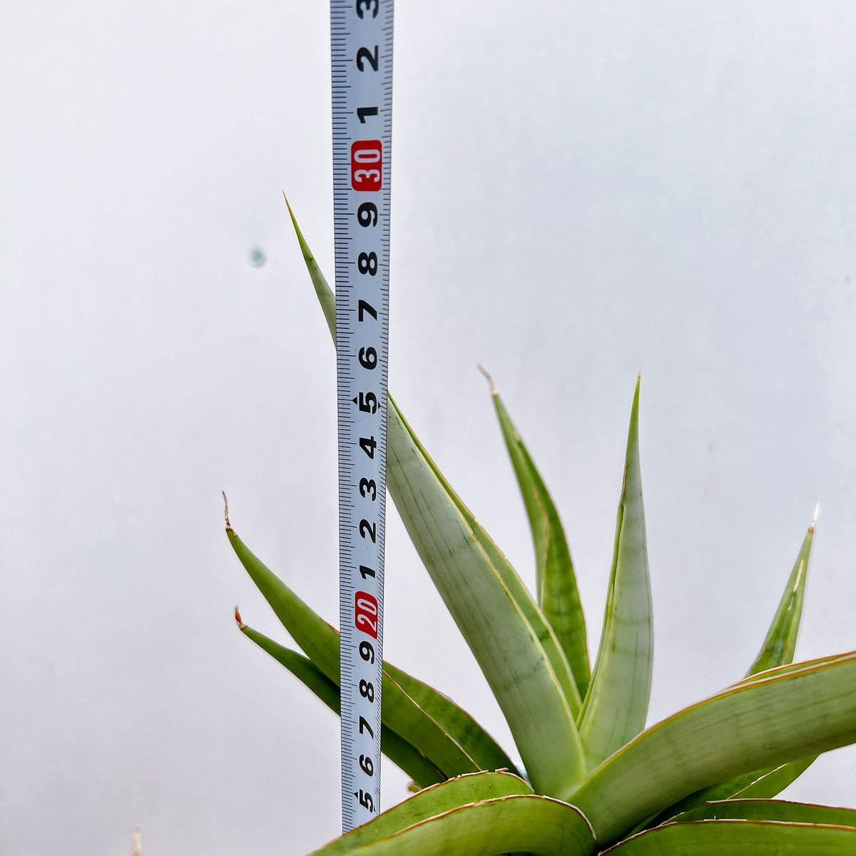 現品　サンスベリア　バイビット　子株　希少　珍しい　ビザルプランツ　観葉植物 Amazon.co.jp: 現物販売 サンスベリア バイビット 珍しい